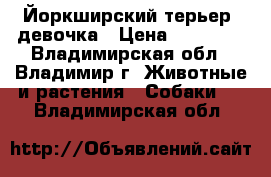 Йоркширский терьер -девочка › Цена ­ 10 000 - Владимирская обл., Владимир г. Животные и растения » Собаки   . Владимирская обл.